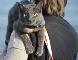 Все кошки разные - часть наших любит гулять, а часть - даже на балкон на руках не вынести. Одна радуется, когда поводок несёшь и домой её после прогулки не затащить. Вторая на улице только на плечах "гуляет". А одному - вообще по барабану: гулять, так гулять; пылесосить - он уже рядом; готовите есть - всеми лапами поможет. Впервые такой кошак, который никогда ничего не боится.