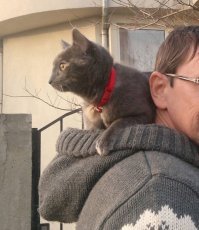 Все кошки разные - часть наших любит гулять, а часть - даже на балкон на руках не вынести. Одна радуется, когда поводок несёшь и домой её после прогулки не затащить. Вторая на улице только на плечах "гуляет". А одному - вообще по барабану: гулять, так гулять; пылесосить - он уже рядом; готовите есть - всеми лапами поможет. Впервые такой кошак, который никогда ничего не боится.