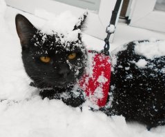 Все кошки разные - часть наших любит гулять, а часть - даже на балкон на руках не вынести. Одна радуется, когда поводок несёшь и домой её после прогулки не затащить. Вторая на улице только на плечах "гуляет". А одному - вообще по барабану: гулять, так гулять; пылесосить - он уже рядом; готовите есть - всеми лапами поможет. Впервые такой кошак, который никогда ничего не боится.