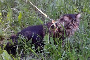 Нужно ли выгуливать кошек на поводке: мнение американских ученых