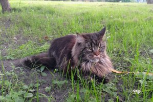 Тоже гуляем... Всяких мелких собачонок пугаем.