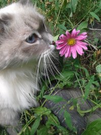 Вот именно, что, если гулять, то приучать с котячьего возраста и к шлейке, и к шуму улицы, а если время упущено, то всё это приведёт только к стрессу и на этом фоне кошь может заболеть. Свежий воздух и зеленая травка полезны всем, но, опять же, на улице блохи, клещи и разные болезни. 
Без фанатизма, короче нужно, если ваш котик приучен гулять, не нужно заставлять всех тащить своих котов на улицу, потому что вы запустили хэштег #catwalking. 
 Мой гулять очень любит, без всяких шлеек от меня не отходит, в подвалы не рвётся, по деревьям не лазит.