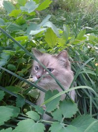 Вот именно, что, если гулять, то приучать с котячьего возраста и к шлейке, и к шуму улицы, а если время упущено, то всё это приведёт только к стрессу и на этом фоне кошь может заболеть. Свежий воздух и зеленая травка полезны всем, но, опять же, на улице блохи, клещи и разные болезни. 
Без фанатизма, короче нужно, если ваш котик приучен гулять, не нужно заставлять всех тащить своих котов на улицу, потому что вы запустили хэштег #catwalking. 
 Мой гулять очень любит, без всяких шлеек от меня не отходит, в подвалы не рвётся, по деревьям не лазит.