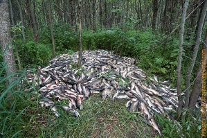 тем временем на Камчатке