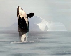 Косатки – крупнейшие плотоядные дельфины.

.