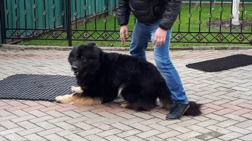 твоя биография никому не интересна!
а я вот он :)
А вот песик Майкуша (маленькая кавказкая овчарка, которая очень любит кататься на машине ВОВЫ (я ей для этого и нужен :))) :)