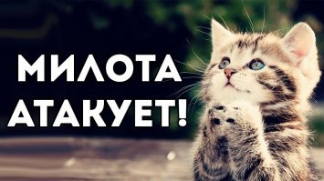 8 комиксов о приключениях Пикси и Брута — самой контрастной и очаровательной нарисованной парочке