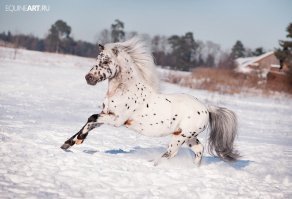 Лошади (10 фото)