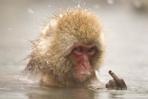Обезьянки (10 фото)