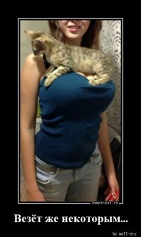 какая универсальная картинка - девчонки про сиськи думают, а мужики про место кота...