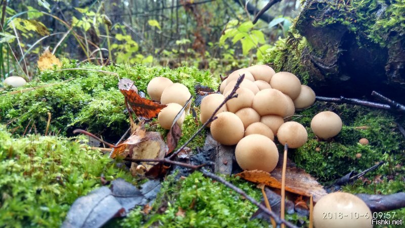 Моё))) этой осенью