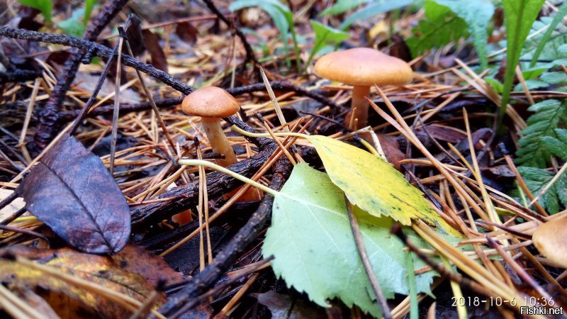 Моё))) этой осенью