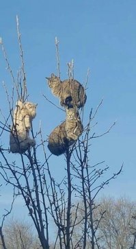 Коты прилетели?