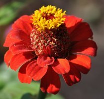 Со своего огорода тоже несколько цветочков ))