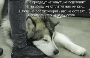 Брошенный пес полгода ждал хозяина на остановке и, наконец, дождался чуда