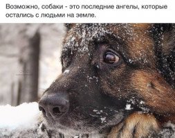 Брошенный пес полгода ждал хозяина на остановке и, наконец, дождался чуда