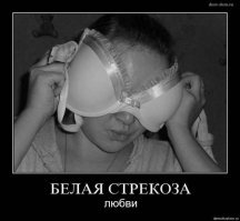 Интересные факты о стрекозах