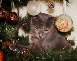 У нас таких красавцев полный дом :)