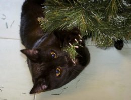 У нас таких красавцев полный дом :)