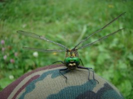 "Копейка" из личного архива. "Глазастая" уселась на колено.
