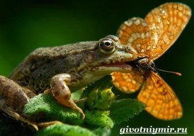 Демотивируй