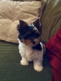 Мои волкодавы)))