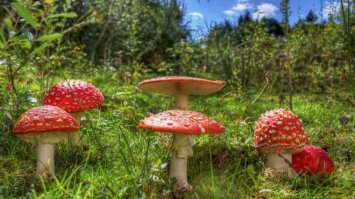 Иллюзионист, которого мы заслужили 