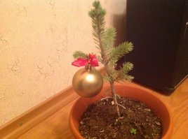 Каждый-каждый Новый год кот, конечно, ёлку ждёт