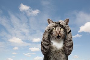 Эй человек зырь как,я умею