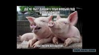Когда год свиньи-год соседей