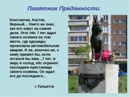 Брошенный пес полгода ждал хозяина на остановке и, наконец, дождался чуда