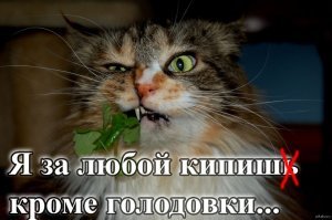 Хозяева 14 месяцев искали пропавшего кота, и нашли на фабрике зоокорма - толстым и счастливым