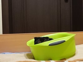 Эй человек зырь как,я умею