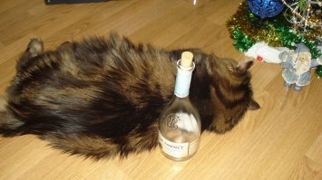 Каждый-каждый Новый год кот, конечно, ёлку ждёт