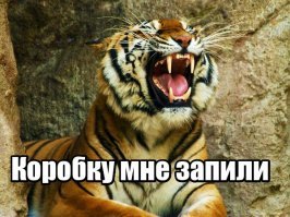 Прикольные и смешные картинки