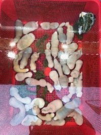 Сеструхин муж ща в корее стоял на ремонте на корабле в Южной Корее и вот такие фрукты им там давали для еды, хз что это :)