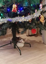 У меня какая-то неправильная кошка. Она елку любит, спит под ней, смотрит подолгу, но не трогает