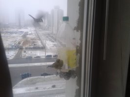 Наши синички вот: