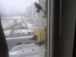 Наши синички вот: