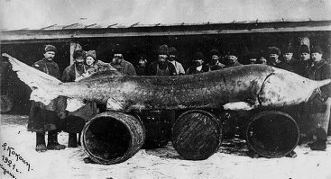 белуга