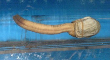 Хочу как у гуидака. От дамочек, наверное, отбоя нет.