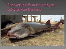 Пресноводные монстры: 5 аномально больших рыб России