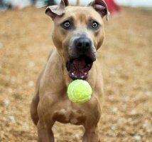 20+ безмерно удивленных домашних питомцев