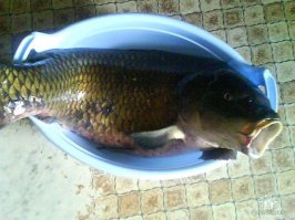 Трофейный карп-12 кг.Лещ самый большой 2.5 кг был