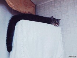 Прикольные и смешные картинки