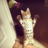 По стойке смирно