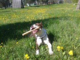 Корги прекрасны, самые маленькие овчарки.
Но у меня своя единственная любовь к мужику ))