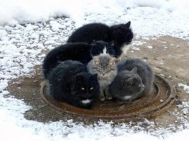 Им расскажи своего кота который видел снег несколько секунд.