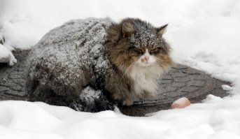 Им расскажи своего кота который видел снег несколько секунд.