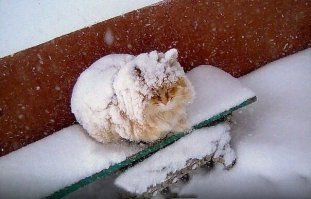 Им расскажи своего кота который видел снег несколько секунд.
